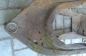   ax-2 (4)