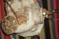 AWO 425T (5)