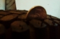   (3)