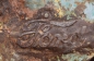  Willys (6)