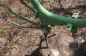 Batavus (4)