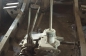   Willys MB (3)