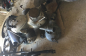 IFA BK 350/MZ BK 350. (3)