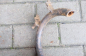  BMW R-71  -72 (5)