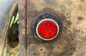IF-8 (4)