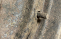 Jeep Willys (4)