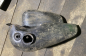 Harley WLA-42 (5)