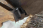 Carl Tabel BMW R-12 (3)